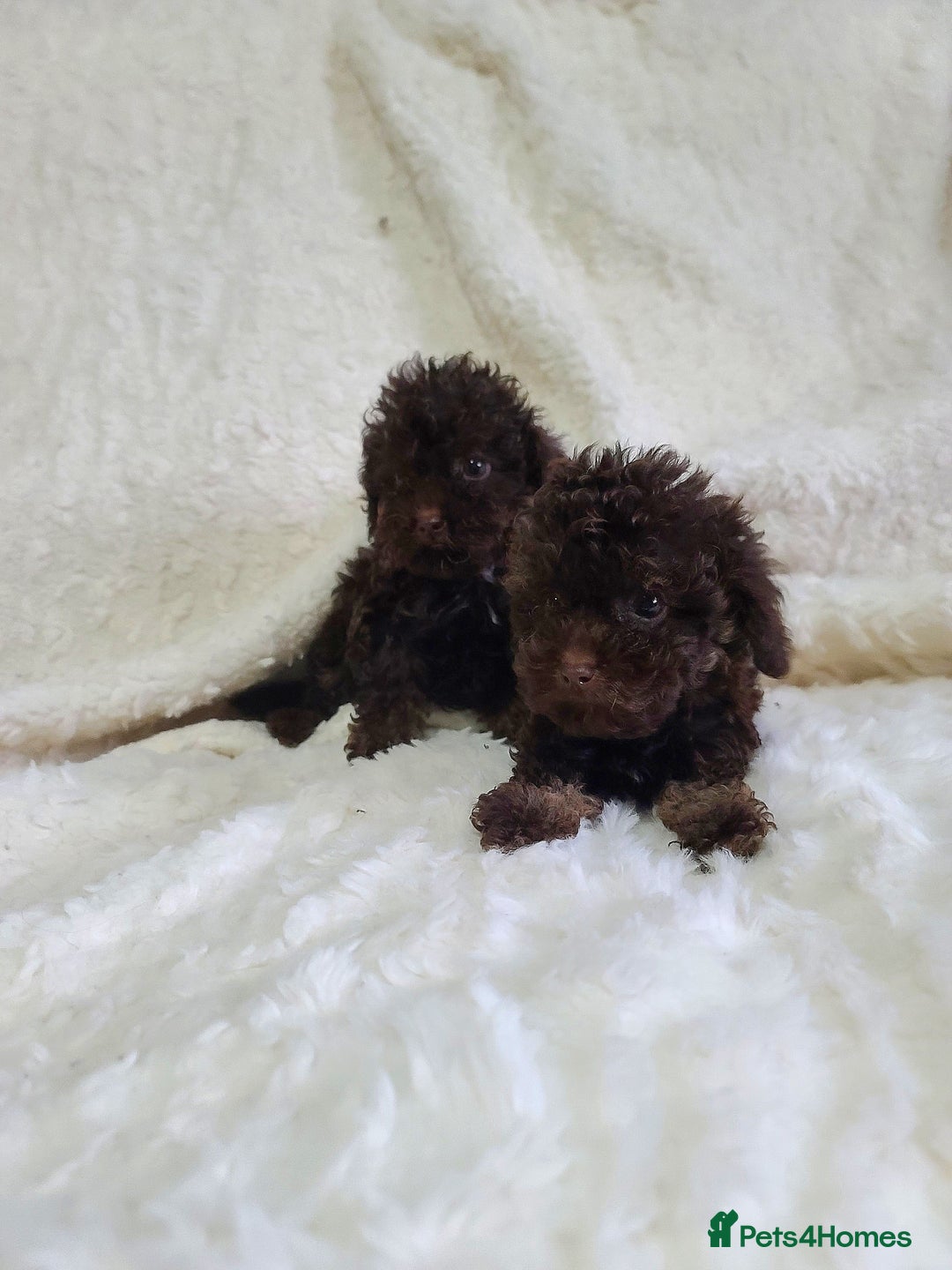 Cavapoo dogs for sale: *VIDEOS* F1b Cavapoos. Chocolate & Tan. DNA tested - Image 8
