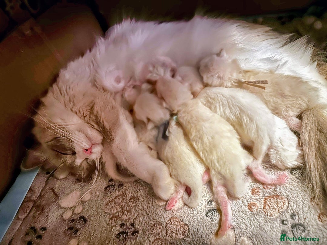 Ragdoll cats for stud: Handsome Genetically Tested Flame-Point for Stud - Image 4