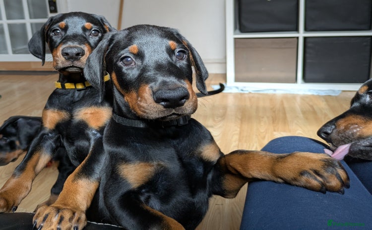 Dobermann dogs - Advert 9