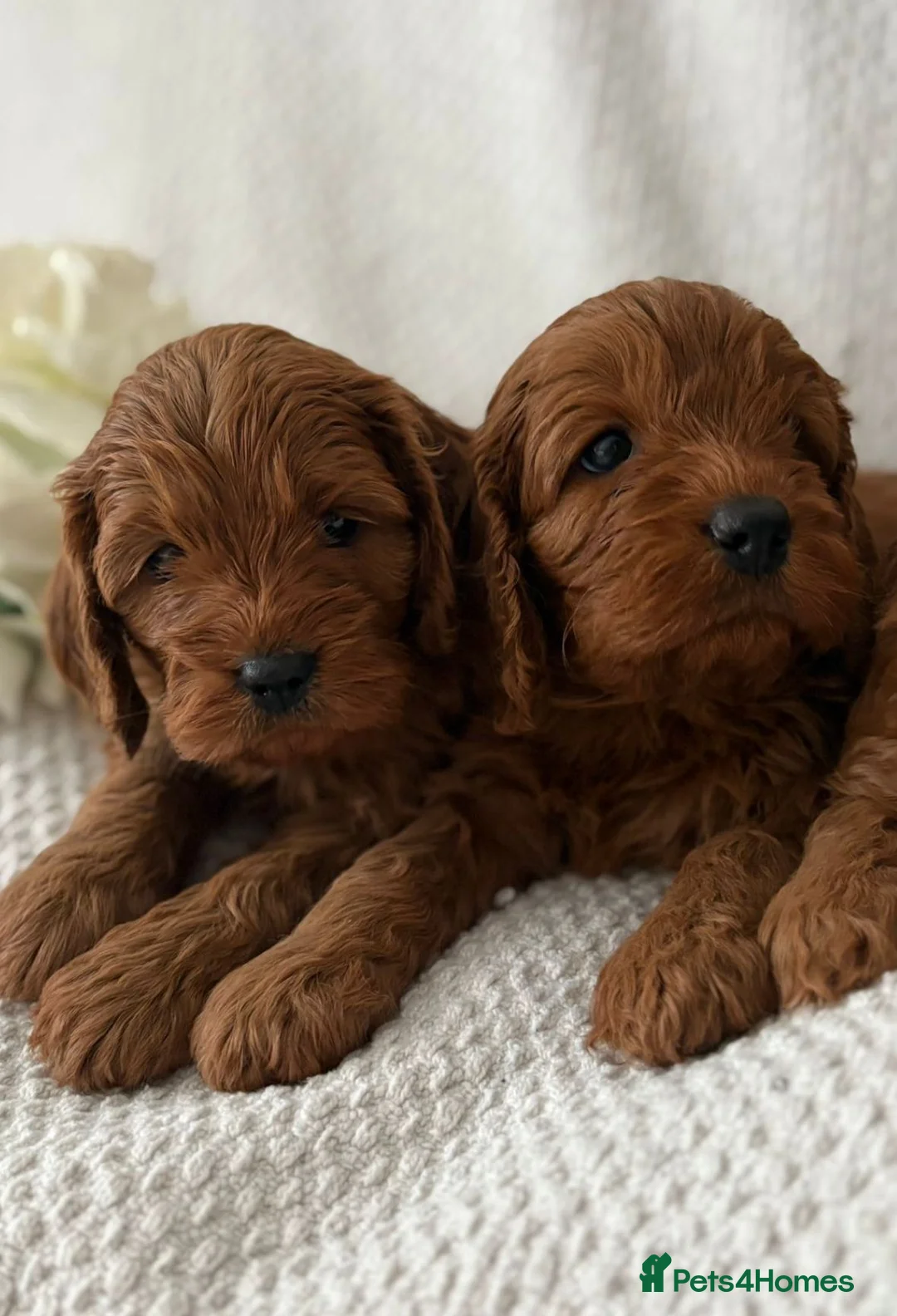 Miniature Poodle dogs for stud: PROVEN Miniature Poodle Stud - Champion Lines KC in Orpington - Advert 17