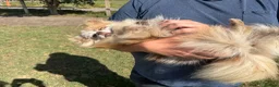 Pomeranian dogs for sale: Petite Adult Chocolate Merle Pomeranian 2.8kg  - Advert 4