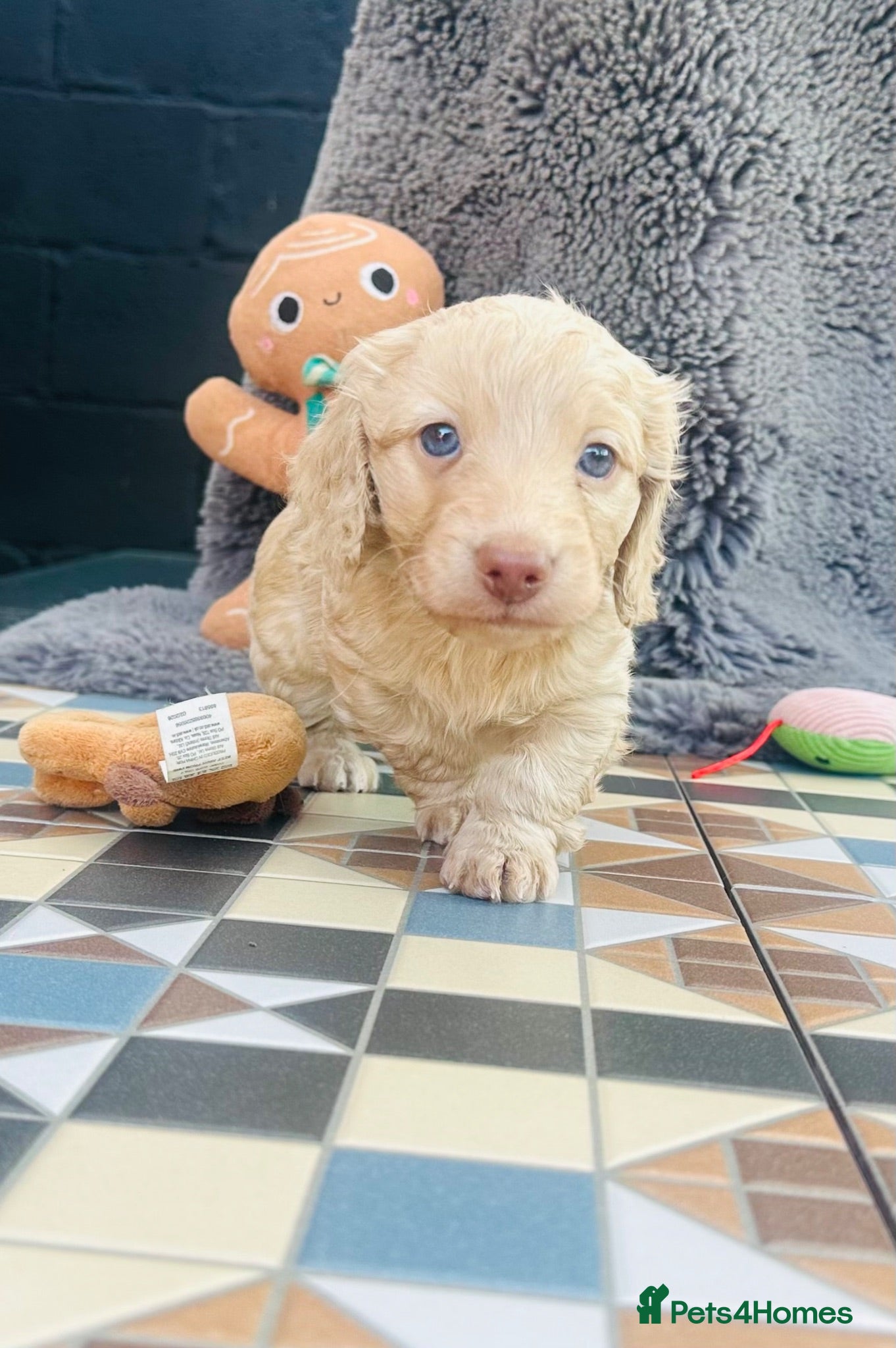 Miniature Dachshund dogs Beautiful Cream Long Haired Miniature Dachshunds - Advert 4