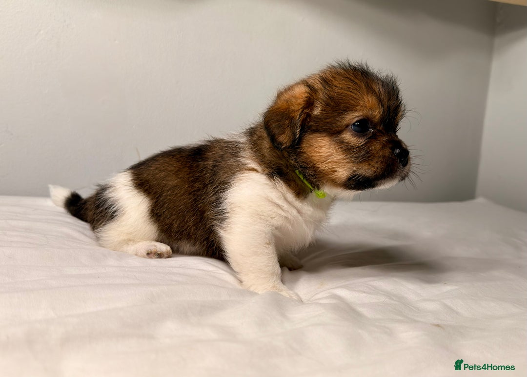 Mixed Breed dogs for sale: Stunning Jack tzu puppies. Jack Russell x Shih Tzu - Image 5