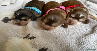 Cocker Spaniel dogs - Advert 13