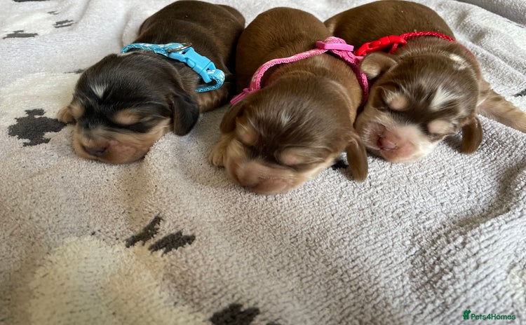 Cocker Spaniel dogs - Advert 10