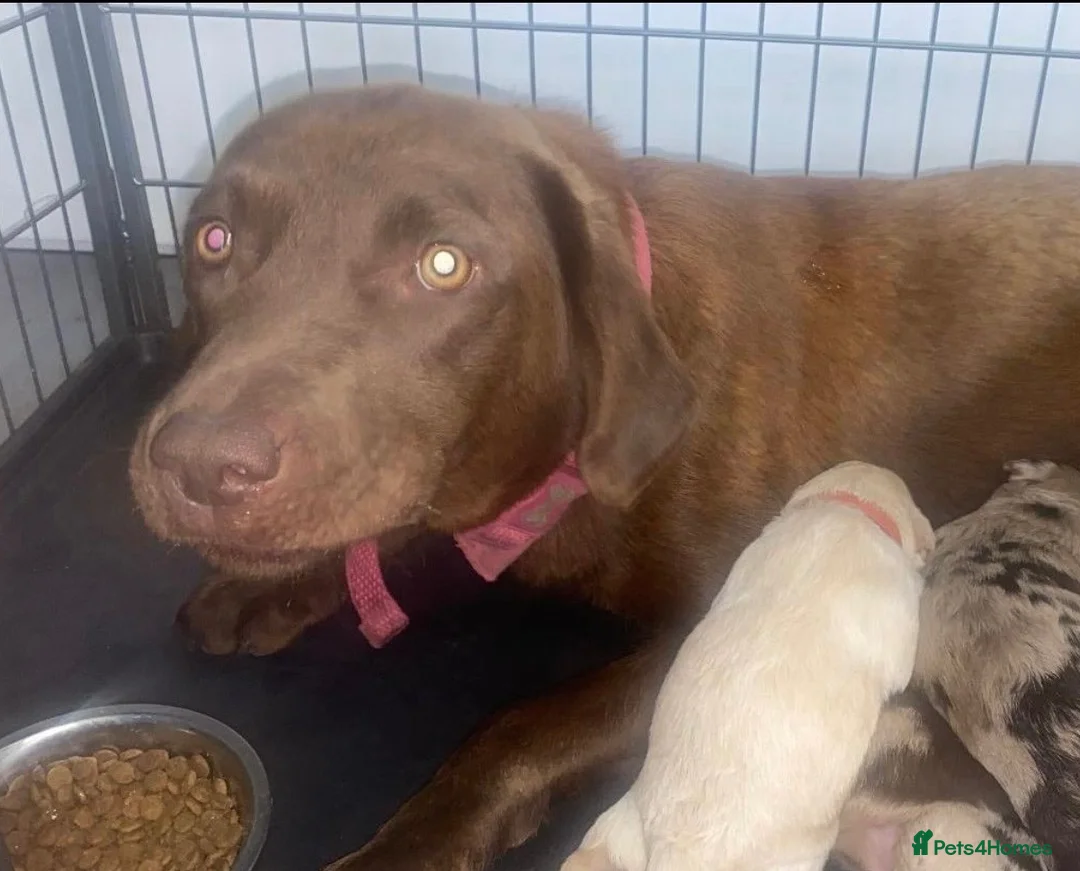Labradoodle dogs for sale: Miniature Labradoodle Puppies  - Advert 18