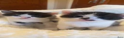 Mixed Breed cats for sale: Kittens in Motherwell - Advert 7