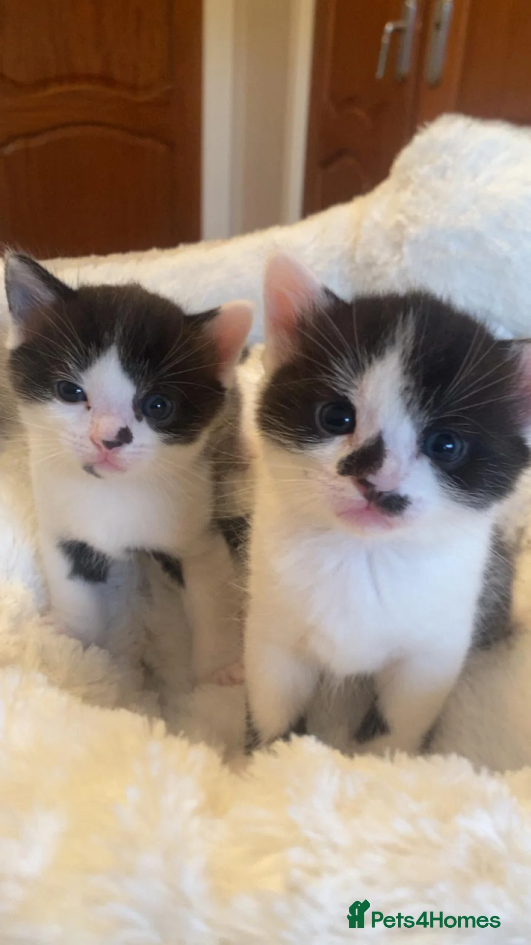 Mixed Breed cats for sale: Kittens in Motherwell - Advert 7