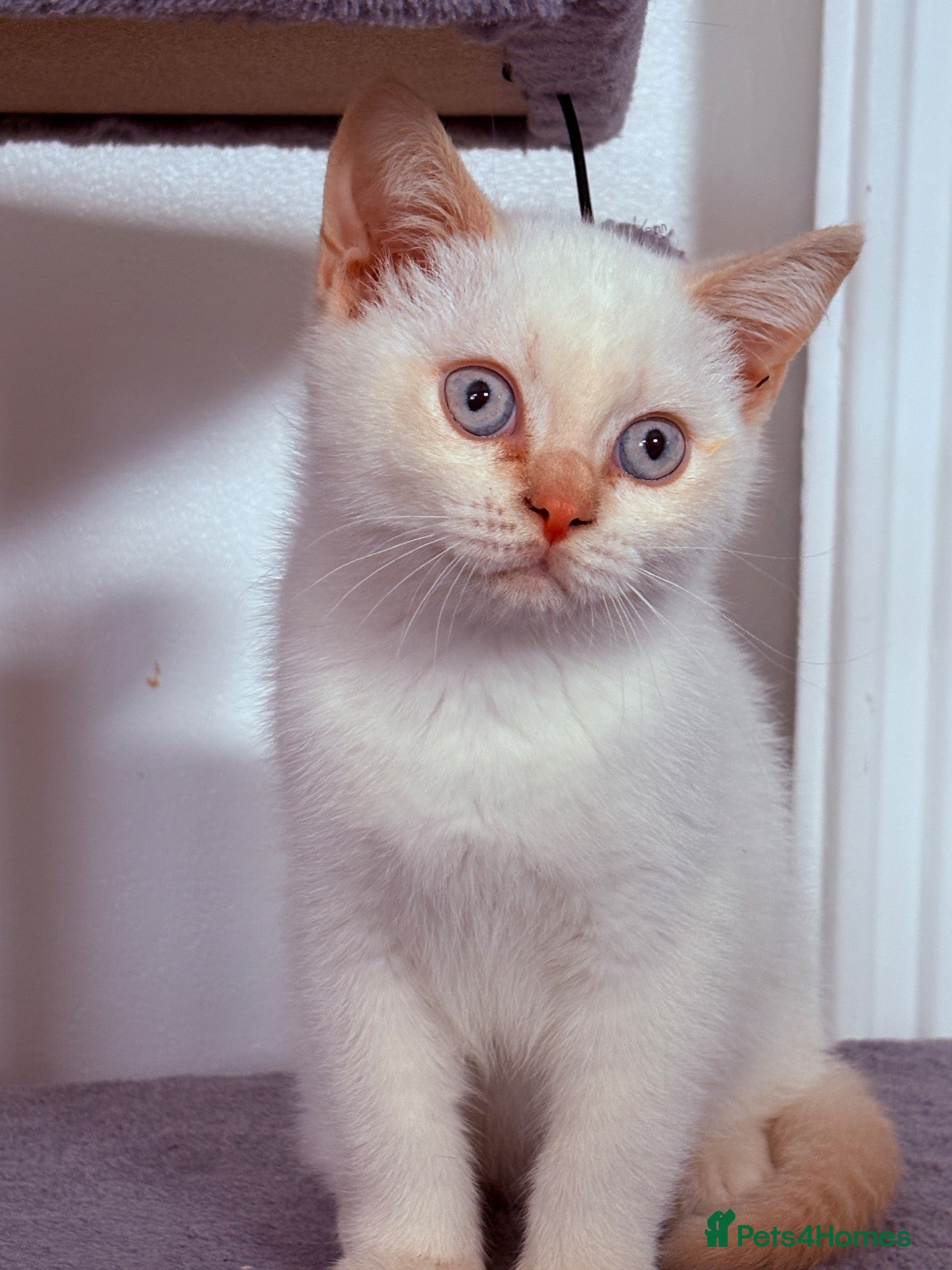 British Shorthair cats for sale: Ready Now 😻 Beautiful GCCF BSH Kittens - Advert 1