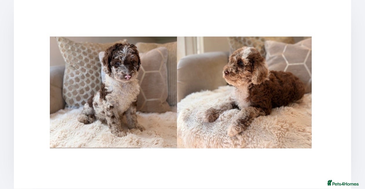 Cockapoo dogs ** RARE F1B CHOC MERLE & CREAM COCKAPOOS **  - Advert 1