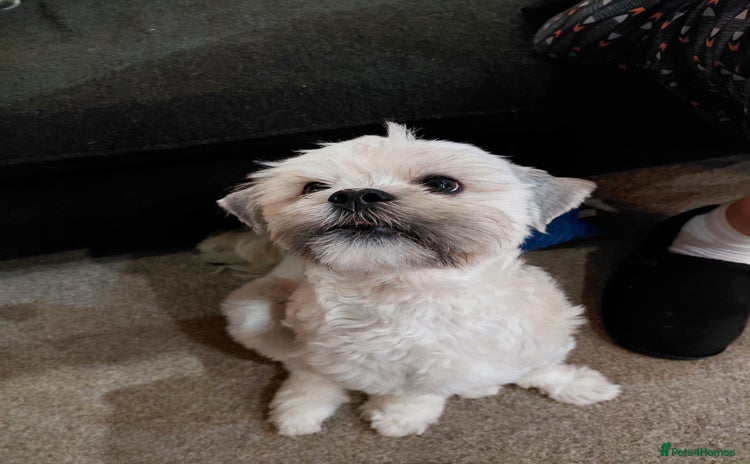 Lhasa Apso dogs - Advert 1