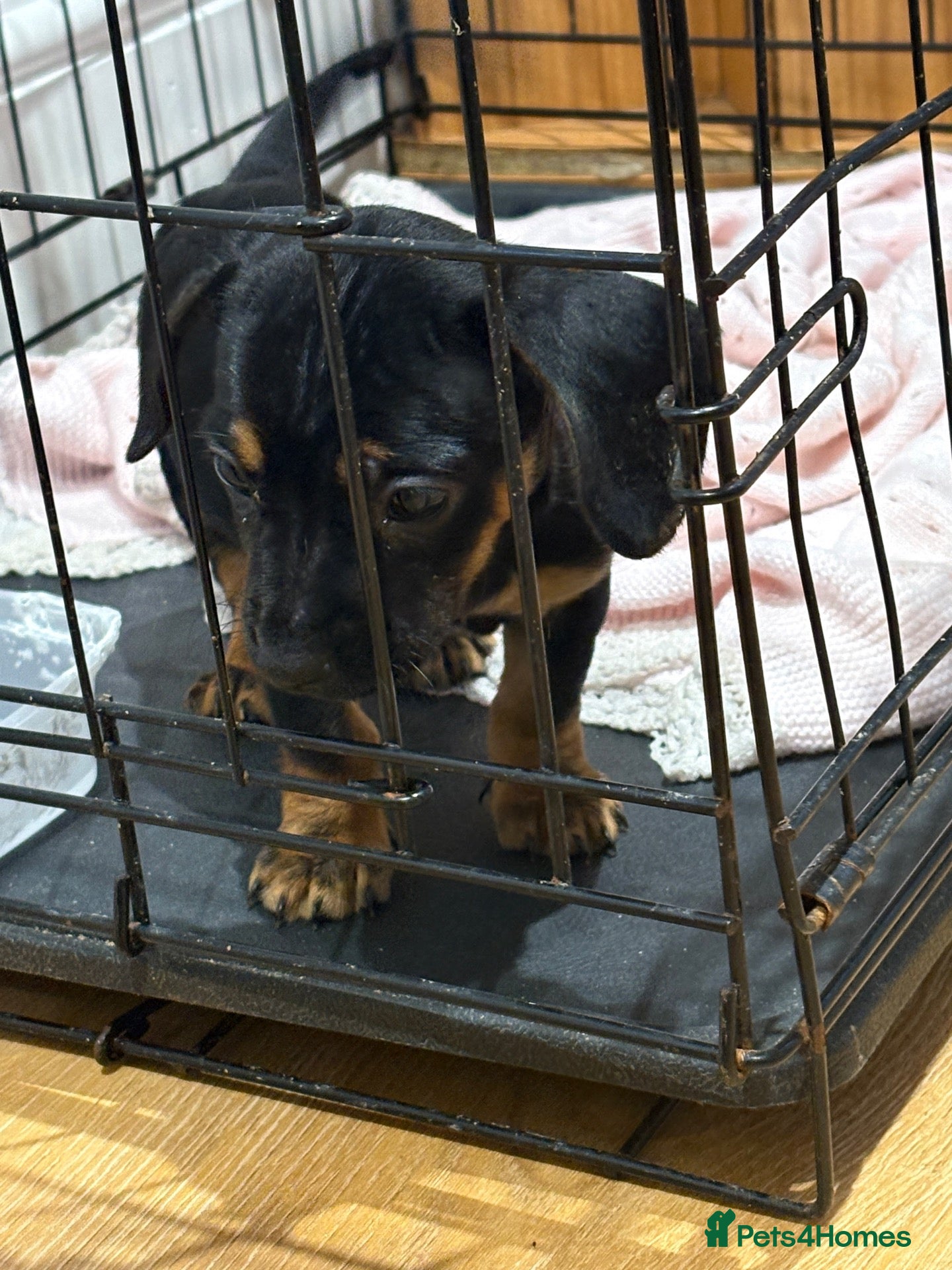 Mixed Breed dogs Massively reduced 1 last little girl  - Advert 5