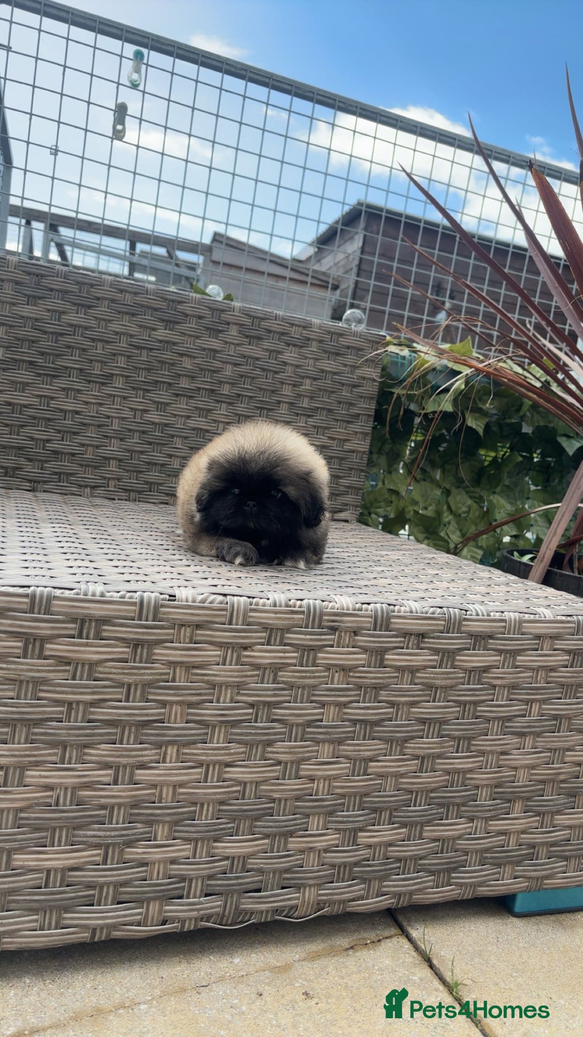 Pekingese dogs Stunning high quality Pekingese puppies KC REG  - Advert 3