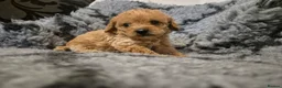 Mixed Breed dogs for sale: Asian cross toy poodle beautiful puppies - Advert 16