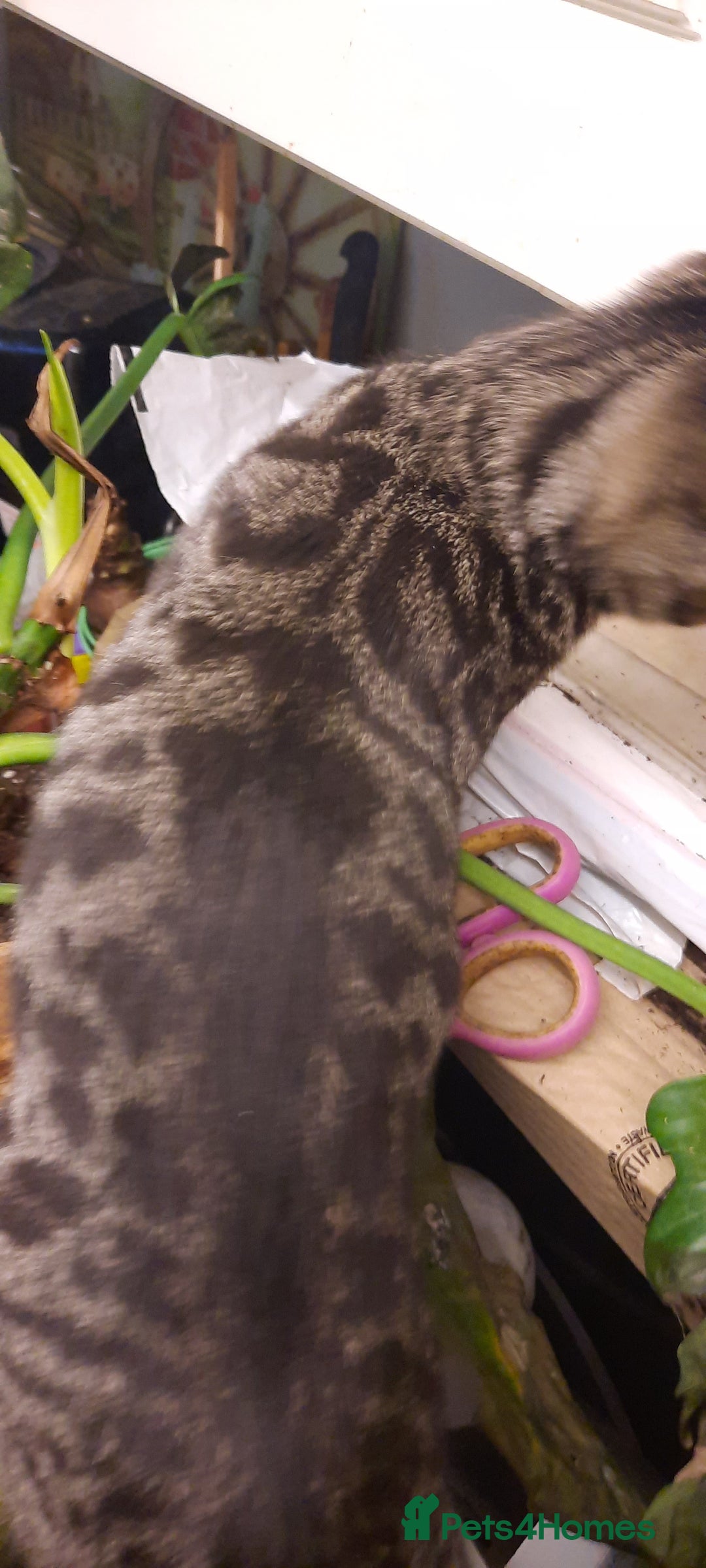 Bengal cats for sale: 5 stunning boy bengal x snow lynx  - Advert 4