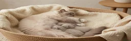 Ragdoll cats for sale: Stunning GCCF Ragdoll Kittens – Champion Lines - Advert 1