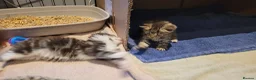 Mixed Breed cats for sale: 5 kittens *2boys**3 girls* available 31st May - Advert 3