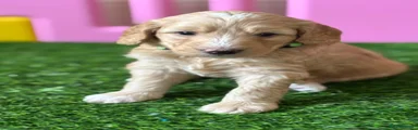 Australian Labradoodle 1