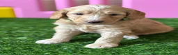 Australian Labradoodle dogs for sale: Fantastic breeding! Canadian & Australian lines - Advert 14