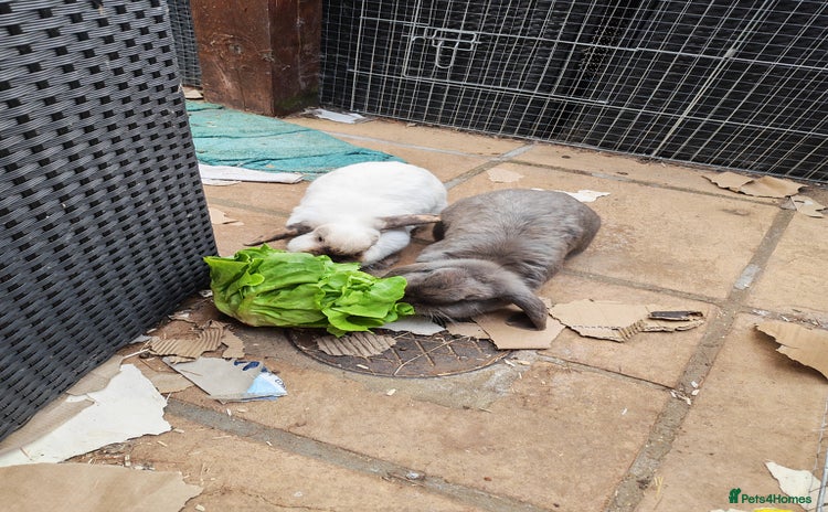Mini Lop rabbits - Advert 4