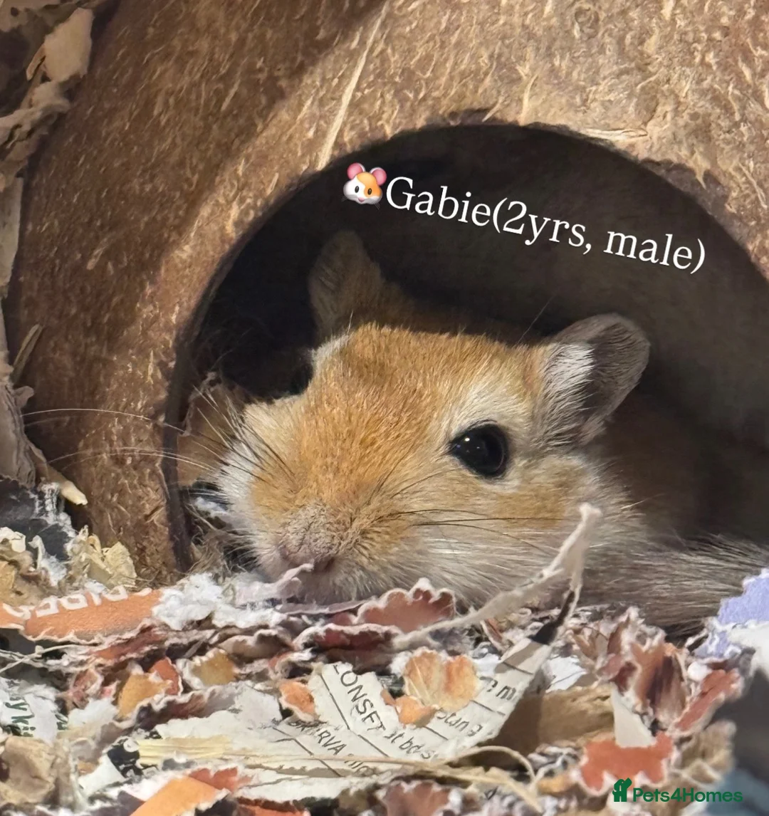 Gerbil rodents for sale: Loving Home Wanted for Gabie - Advert 1