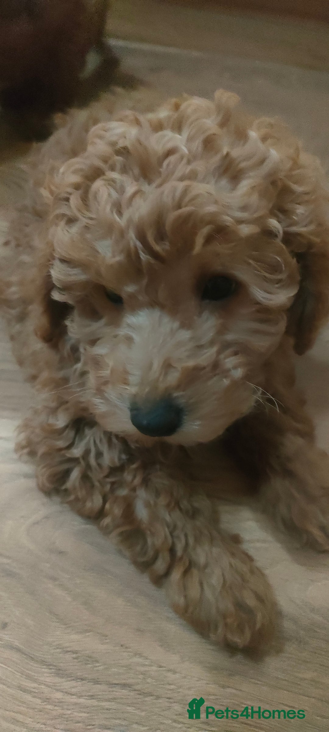 Miniature Poodle dogs for sale: Miniature poodle for sale - Advert 5