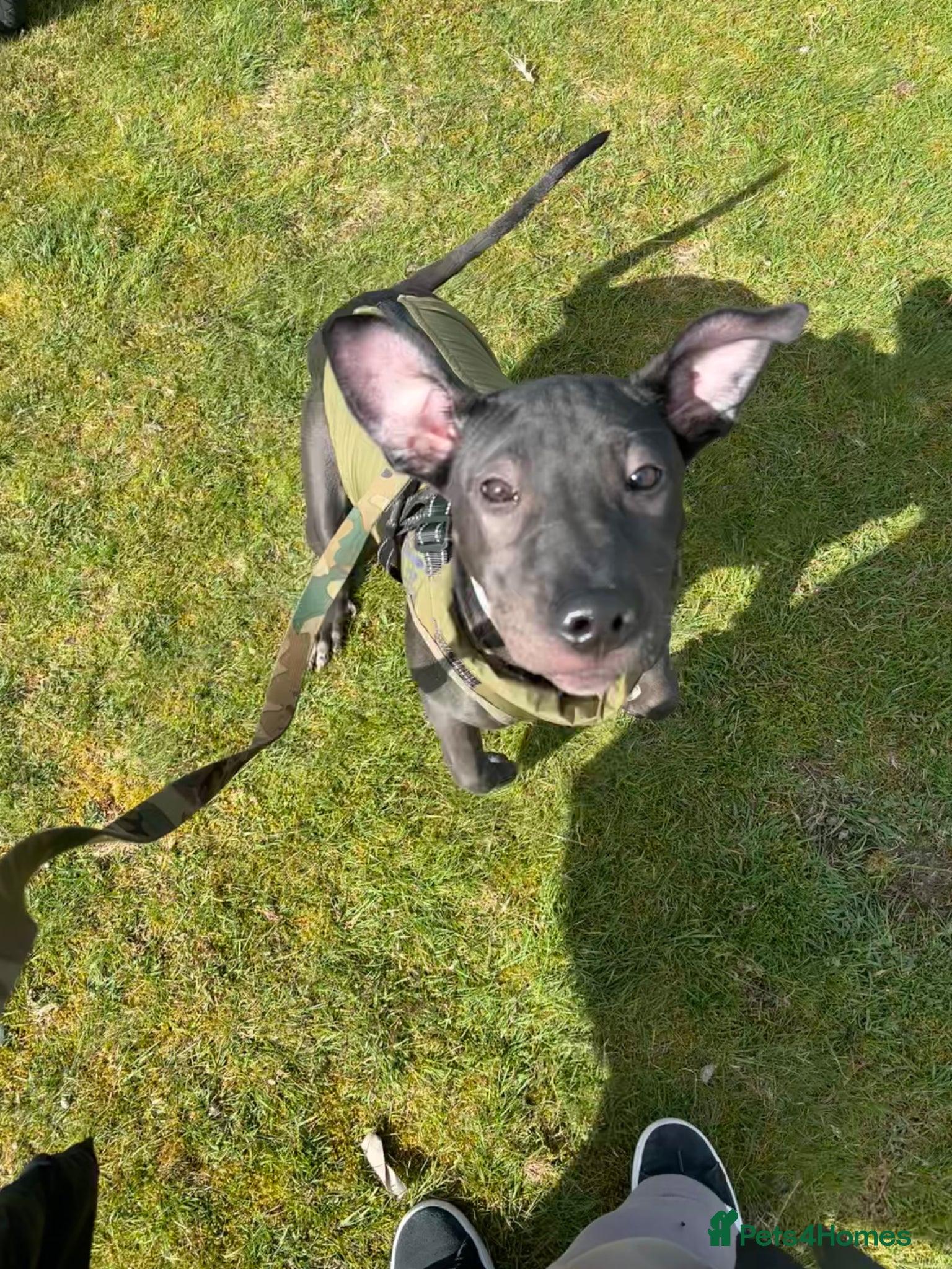 Mixed Breed dogs for sale: Shar Pei x Lurcher  - Advert 1