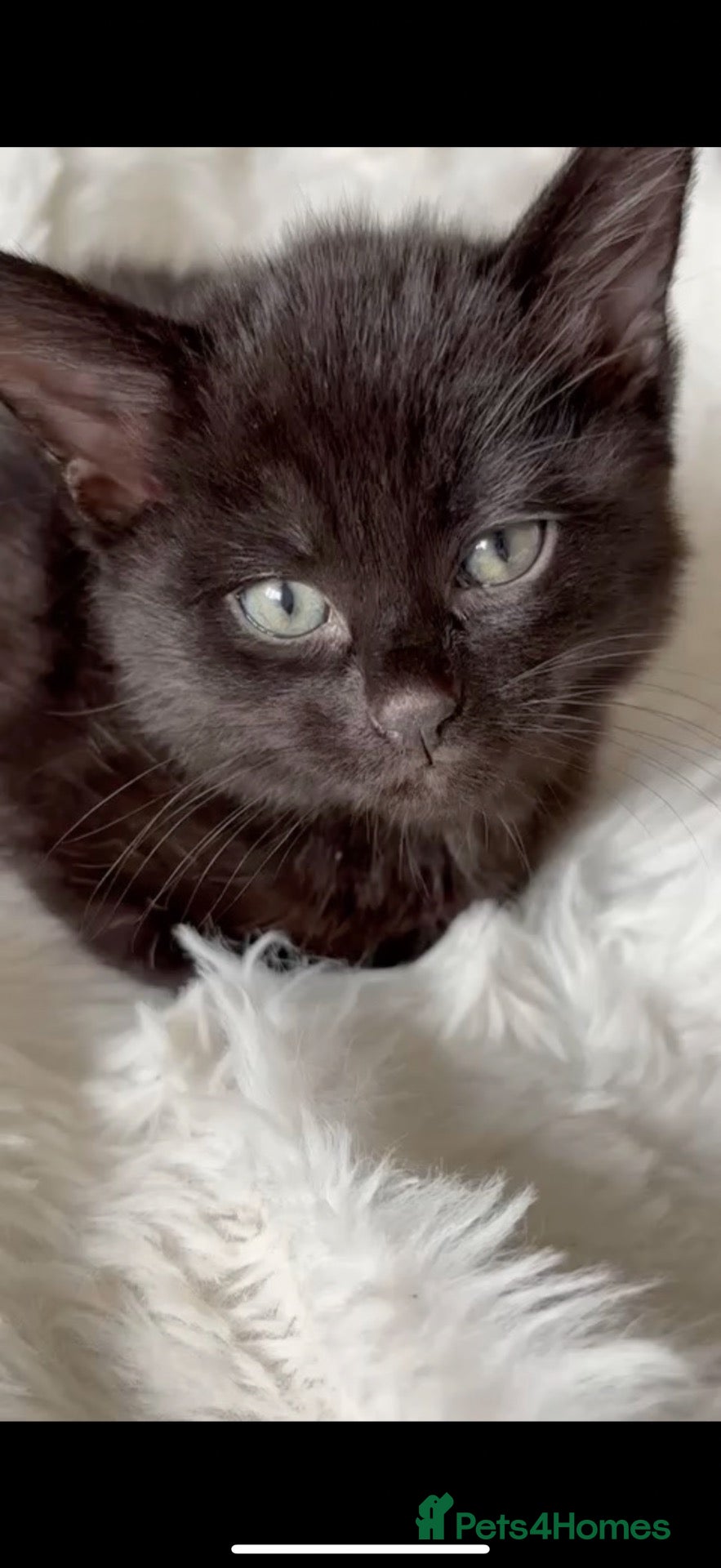 Mixed Breed cats Black kitten for sale  - Advert 1