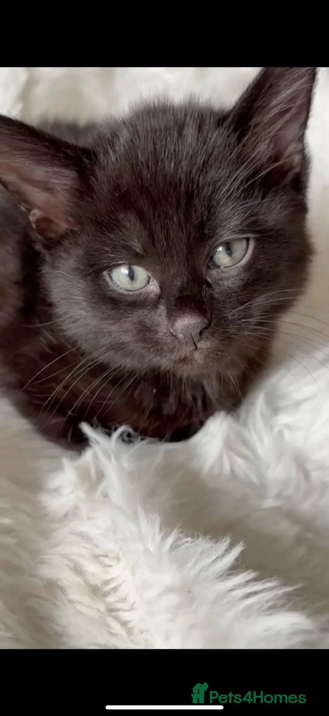 Mixed Breed cats for sale: Black kitten for sale  - Advert 1