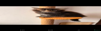 Maine Coon 4