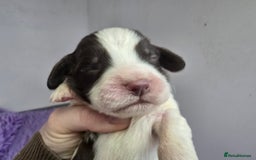 English Springer Spaniel dogs for sale: KC Vet DNA Home Socialised Springer Pups 5 ⭐️ - Image 10
