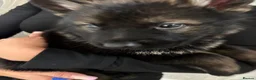 German Shepherd dogs for sale: KC Czech working line German shepherd puppies  - Advert 14
