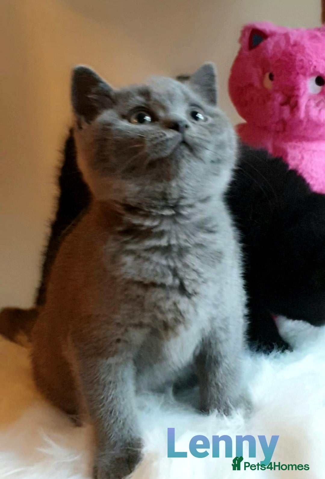British Shorthair cats Exceptional Pedigree BSH Kittens  - Advert 5