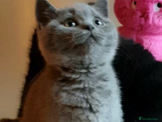 British Shorthair cats Exceptional Pedigree BSH Kittens - Advert 15