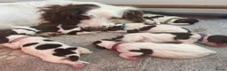 English Springer Spaniel dogs for sale: Quality KC registered ESS. Health screened. - Advert 7