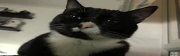Mixed Breed cats for sale: 3 year old tuxedo female cat  - Advert 7