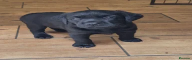 Labrador Retriever 1