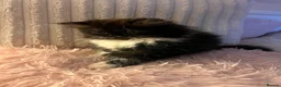 Persian cats for sale: 2 Gorgeous Persians Left - Advert 3