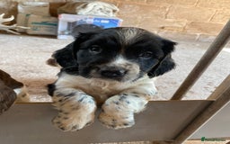 English Springer Spaniel dogs for sale: Working springer spaniels  - Image 19