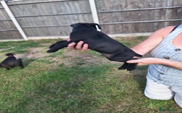 Patterdale Terrier dogs for sale: READY NOW Stunning litter of Patterdale Terriers  - Image 5