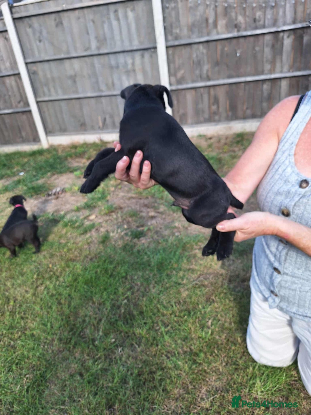 Patterdale Terrier dogs for sale: READY NOW Stunning litter of Patterdale Terriers  - Image 5