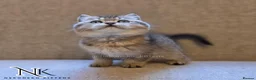 British Shorthair cats for sale: GCCF British Shorthair Babies Ready Soon 🐱 - Advert 21