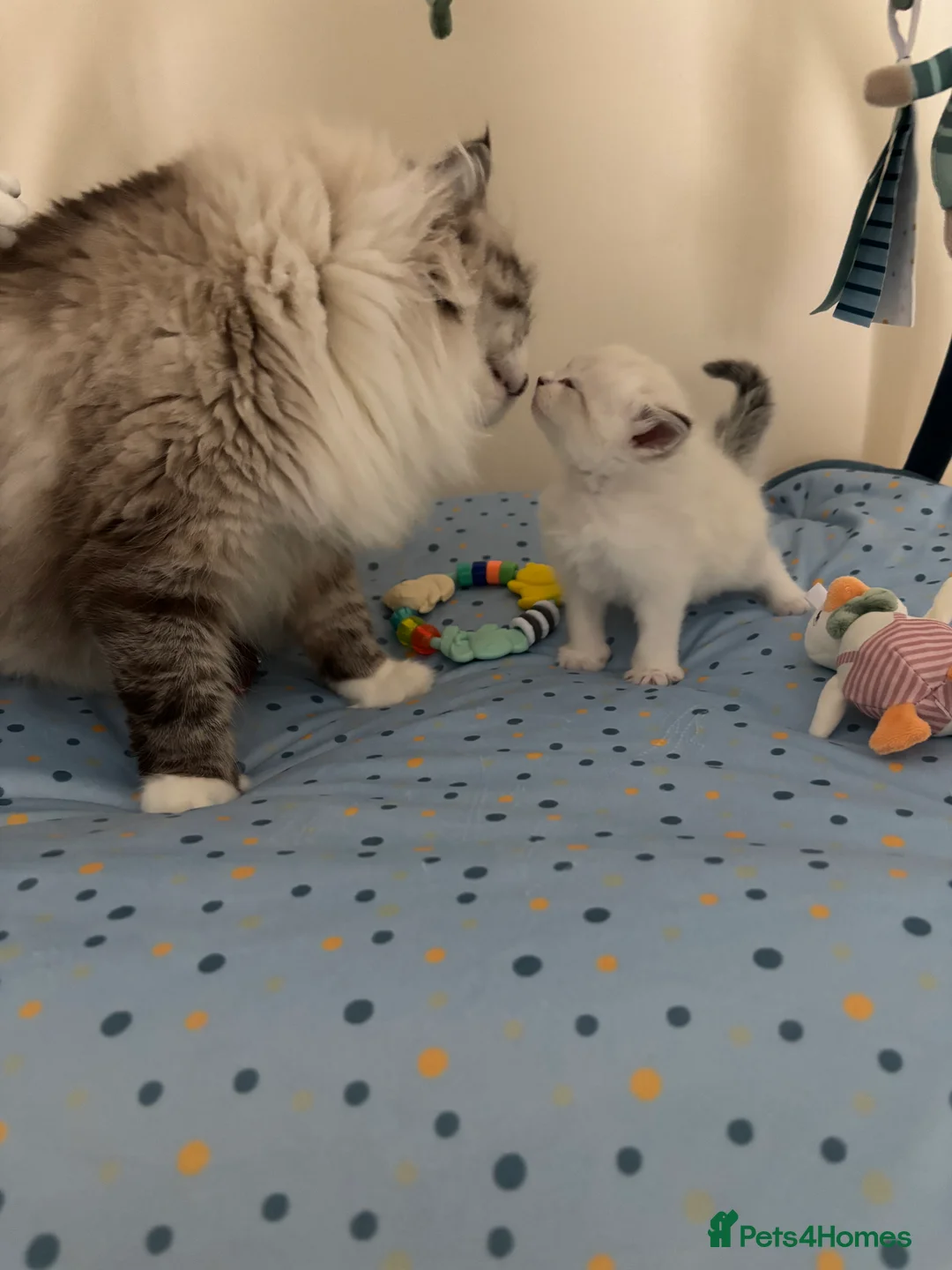 Siberian cats for sale: Siberian Kittens Neva Masquerade GCCF Registered . - Advert 3