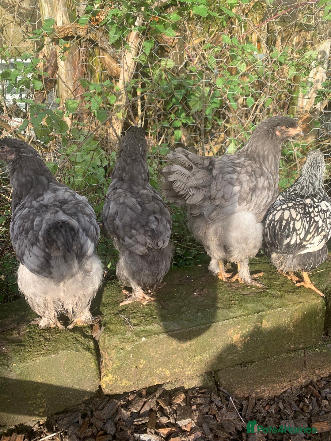 Chickens poultry for sale: Hens  - Advert 5