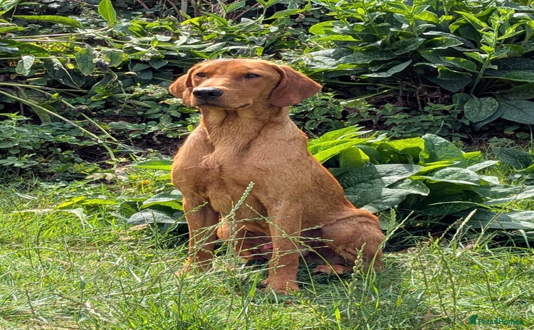 Labrador Retriever dogs - Advert 1