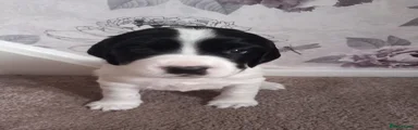 English Springer Spaniel 5