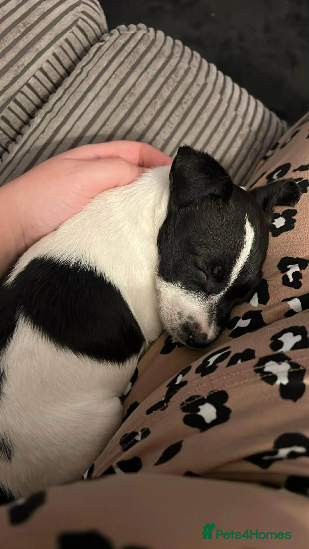 Jack Russell dogs for sale: Female Jack Russel  - Advert 26