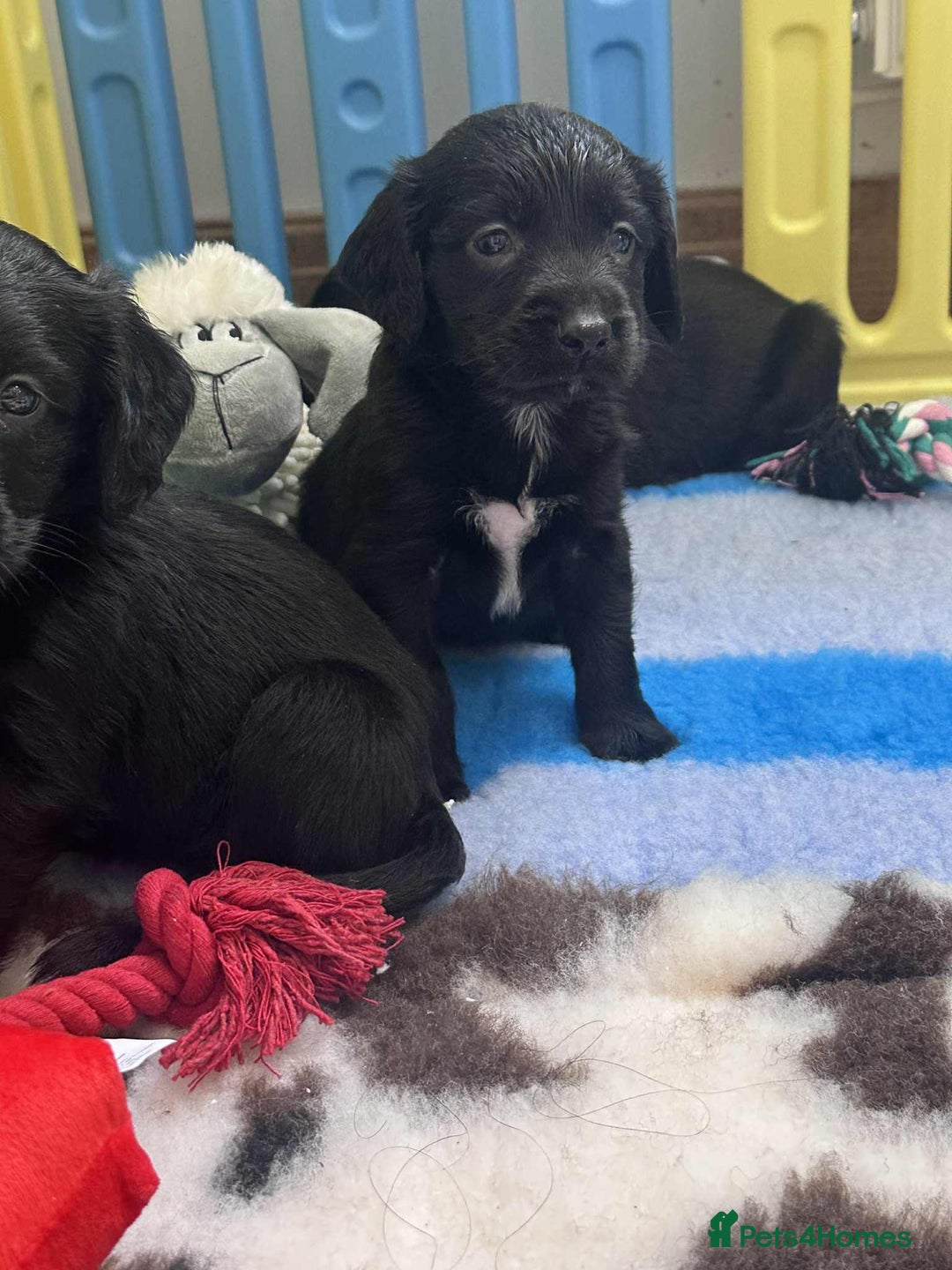 Mixed Breed dogs for sale: ** Spangold Retrievers ** - Image 13