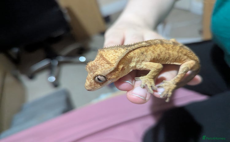 Gecko reptiles - Advert 8