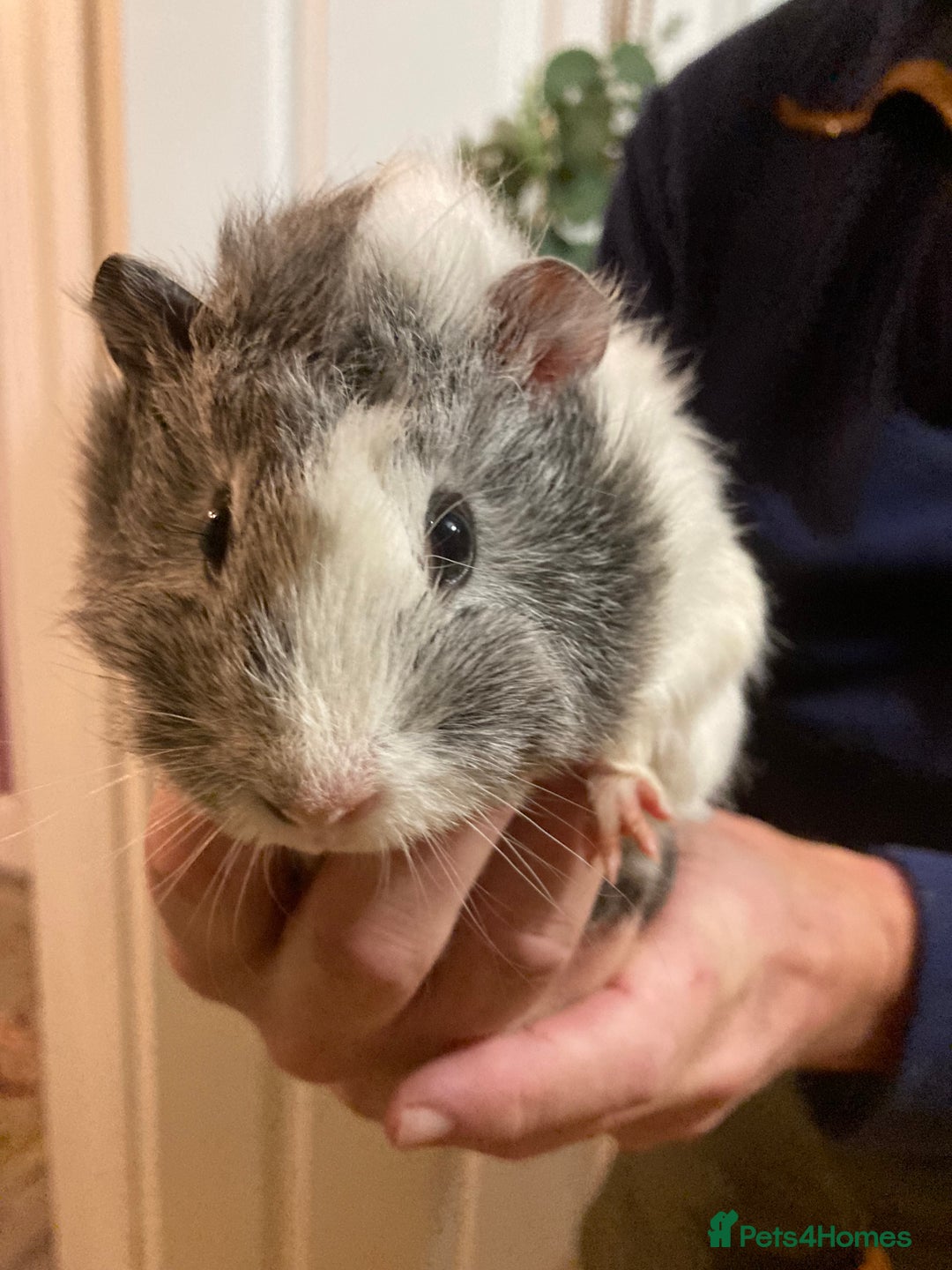 Guinea Pig rodents for sale: 5 gorgeous female Guinea pigs for sale - Advert 9